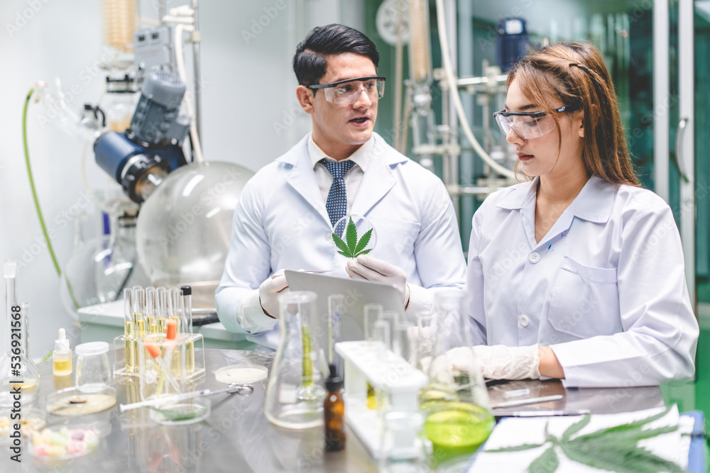 Fototapeta premium Cannabis ganja CBD oil scientific extraction machine, medicine factory technology for scientist worker in work of hemp plants process laboratory. chemical production equipment concept