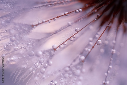 raindrops on the dandelion flower in rainy days in springtime