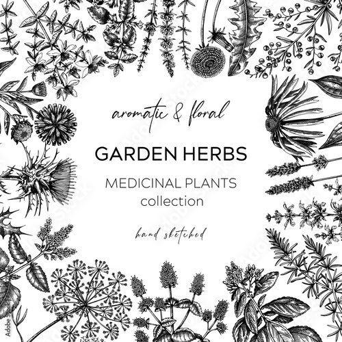 Vintage herbs border. Sketched aromatic plants frame. Botanical design. Herbal tea ingredients. Hand drawn medicinal herbs banners for stickers, label, packaging. Floral outlies background