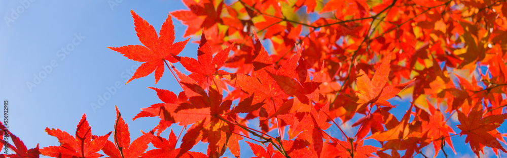 autumn banner image