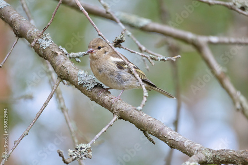 Chaffinch young on a branch in the forest. Brown, gray, green plumage. Songbird