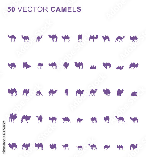 50 Camels - Vector