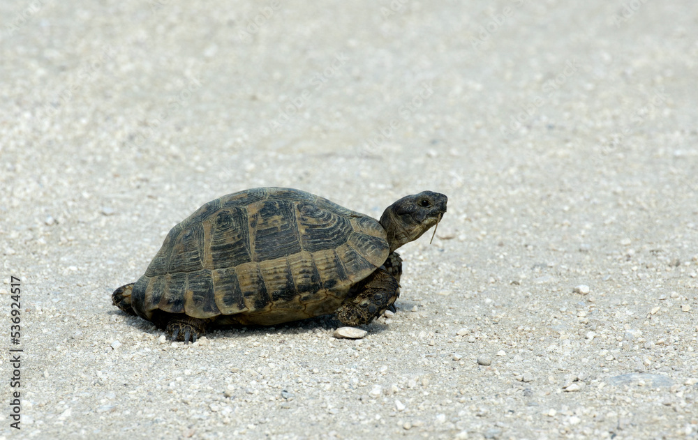 Mediterranean Spur-thighed Tortoise (Testudo graeca)