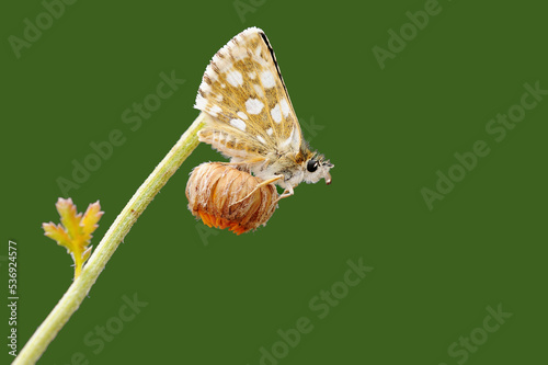 An Aegean skipper (Pyrgus melotis) perching on a flower photo