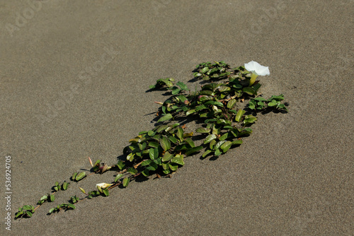 Beach morning-glory (Ipomoea imperati) grows in the dune habitats of beaches photo