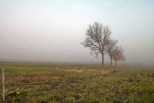 Drzewa przydrożne podczas jesiennej mgły. Poranek.