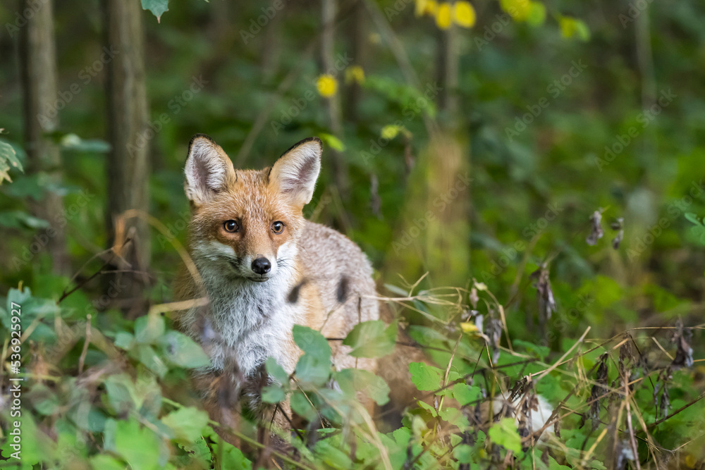 Naklejka premium Ein hübscher Fuchs im Unterholz eines Waldes