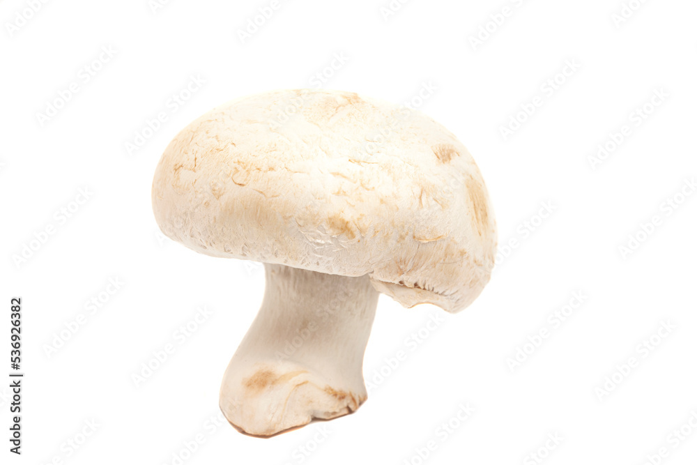 Champignon Mushroom isolated on white background Champignon Mushroom isolated on white background