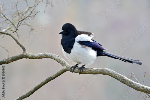 Eurasian magpie bird © thawats