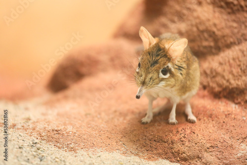 Rufous elephant shrew - Elephantulus rufescens - portrait on red background photo