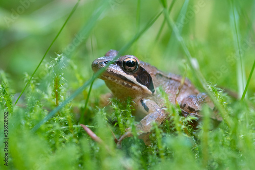 frog sitting in the grass