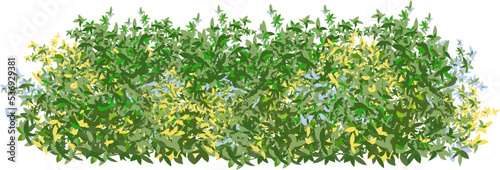 Realistic garden shrub, seasonal bush, boxwood, tree crown bush foliage.Ornamental green plant in the form of a hedge.For decorate of a park, a garden or a green fence.