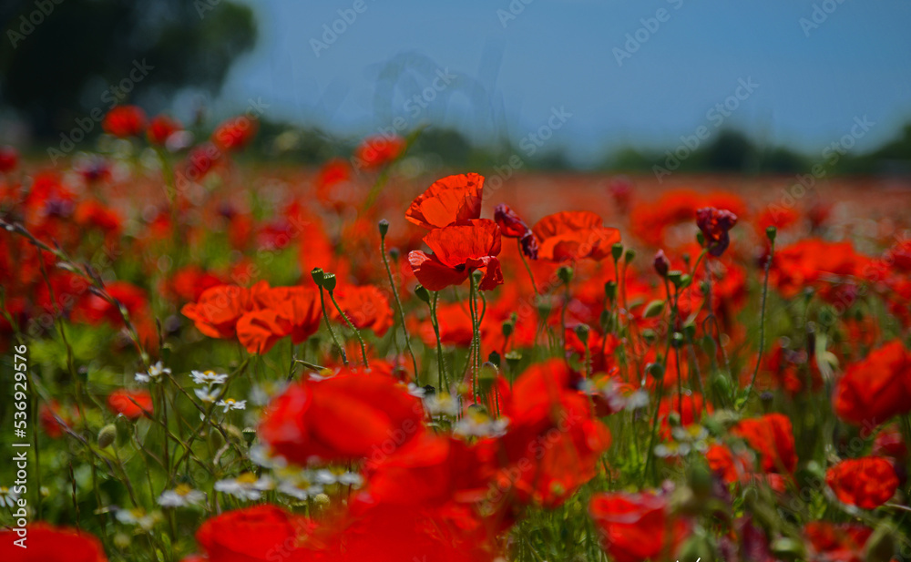 Obraz premium papaveri