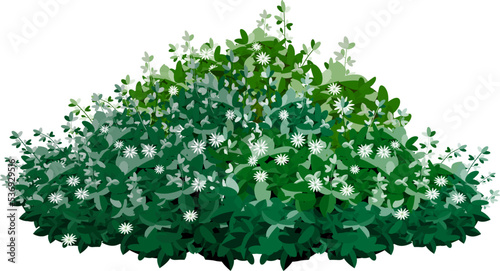 Realistic garden shrub, seasonal bush, boxwood, tree crown bush foliage.Ornamental green plant in the form of a hedge.For decorate of a park, a garden or a green fence.