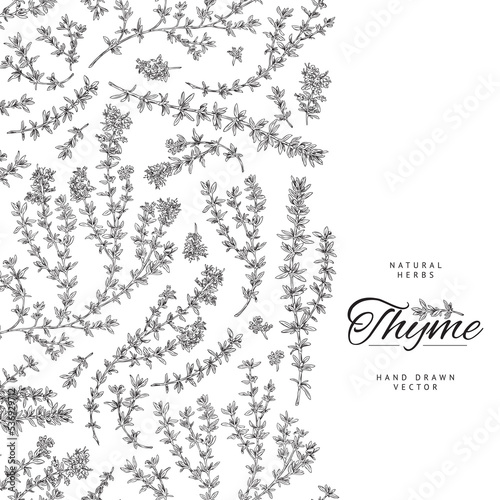 Thyme plant or herb banner or card, sketch or engraving vector illustration.