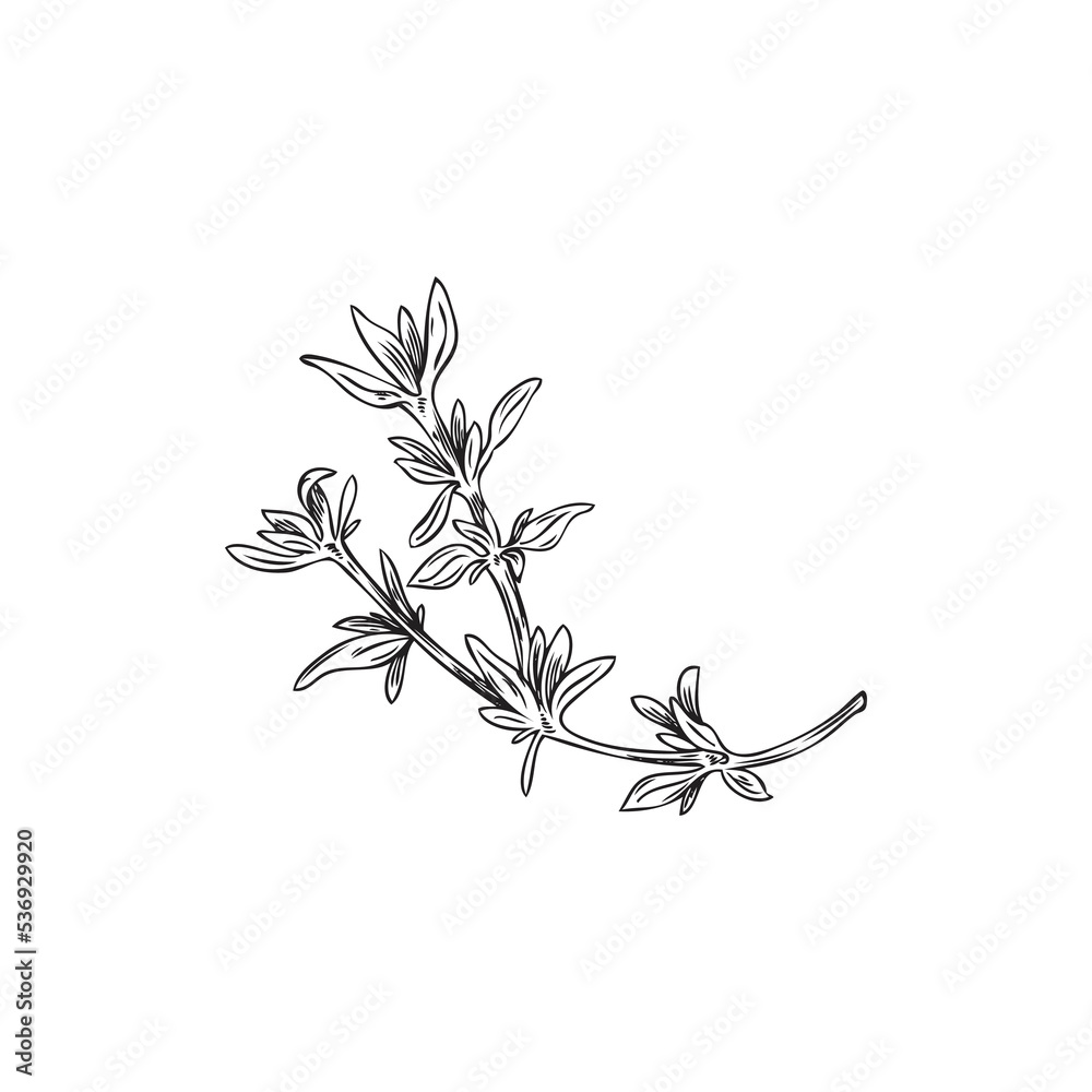 Hand drawn thyme branch with leaves, monochrome sketch style vector