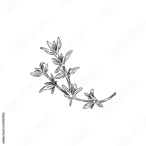Hand drawn thyme branch with leaves, monochrome sketch style - vector illustration isolated on white background.