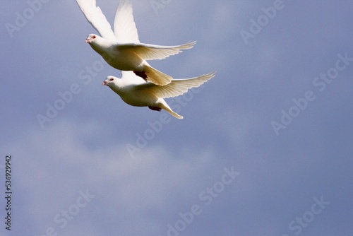 Taubenschwarm im Flug