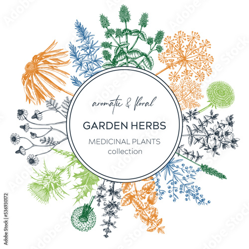 Vintage herb card or invitation. Aromatic plants botanical design. Herbal tea ingredients. Hand drawn medicinal herbs for cosmetics, perfumery, herbal medicine. Floral wreath