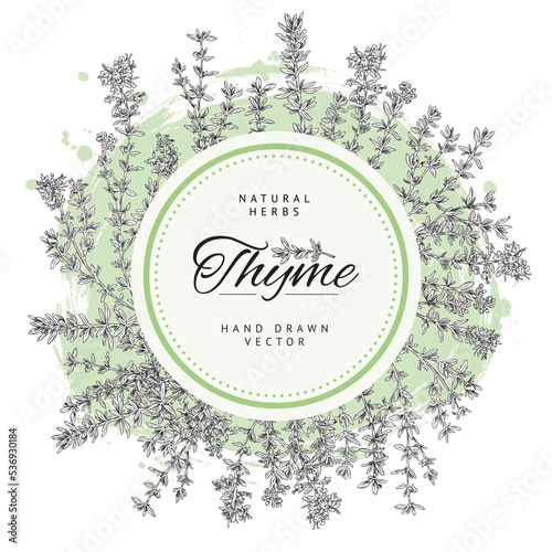 Hand drawn thyme herb banner with text inside circle, sketch vector illustration on white background.