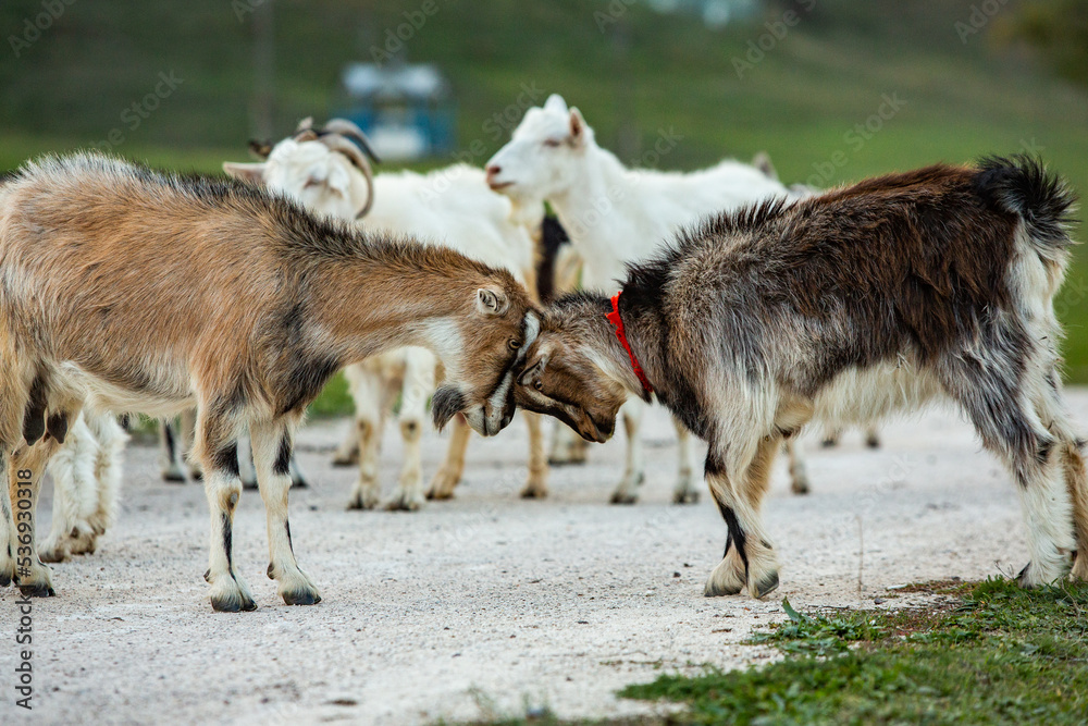 Beautiful and happy goat grazing on the green plain.