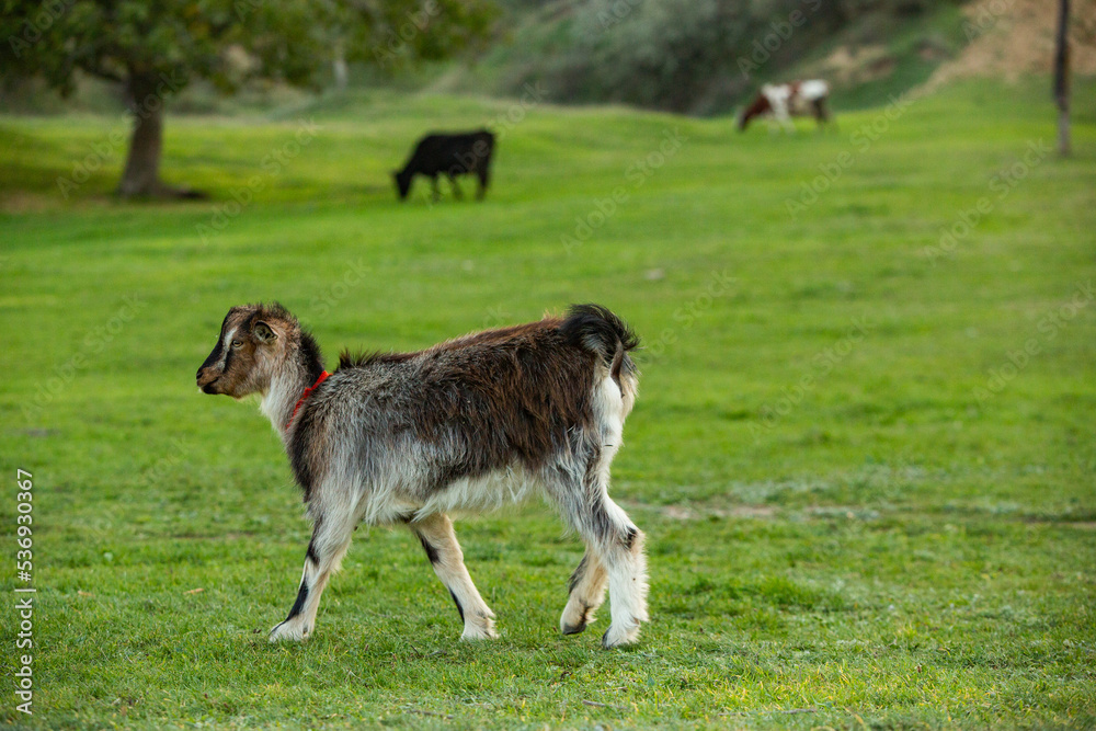 Beautiful and happy goat grazing on the green plain. Beautiful and happy goat grazing on the green plain.