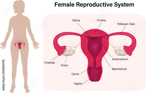 Women with female reproductive system. Human anatomy. Vectors for use in scientific and medical studies.