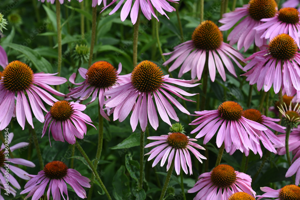 Red coneflower, Echinacea purpurea Red coneflower, Echinacea purpurea