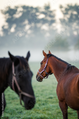 Brown and black thoroughbred horses on pasture at foggy morning