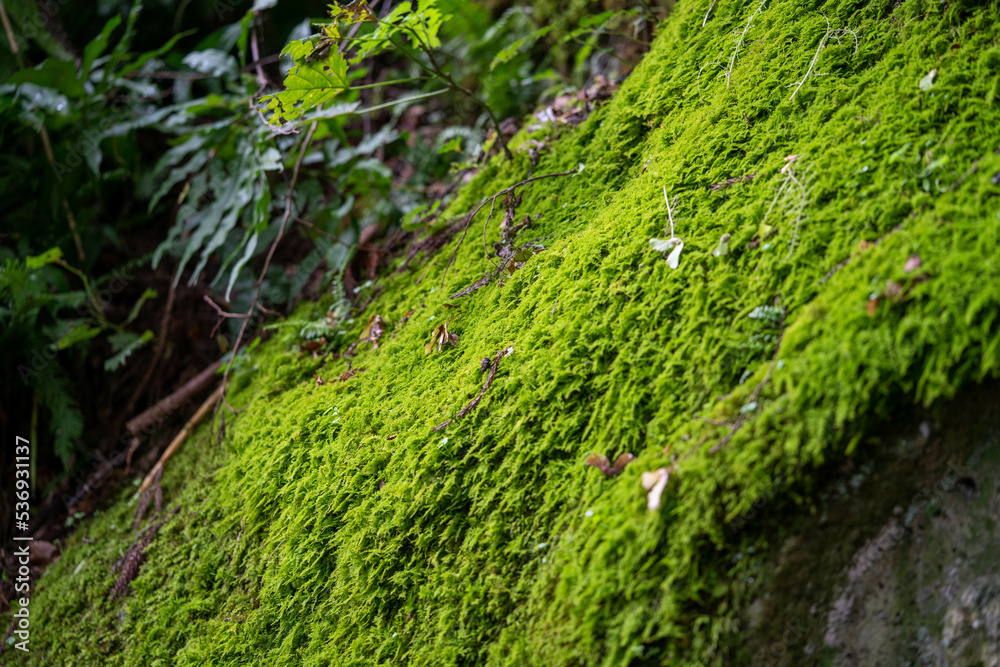green moss on rock of Yamadera temple where Matsuo Basho made a famous poem (Haiku) green moss on rock of Yamadera temple where Matsuo Basho made a famous poem (Haiku)