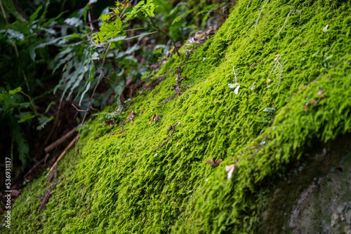 green moss on rock of Yamadera temple where Matsuo Basho made a famous poem (Haiku)
