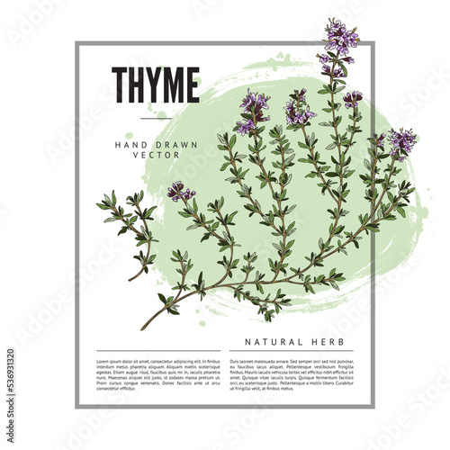Thyme herbs and spices badge or label design hand drawn vector illustration.