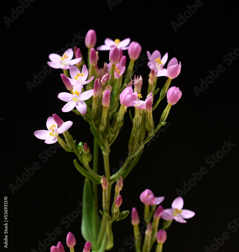 Centaurium erythraea