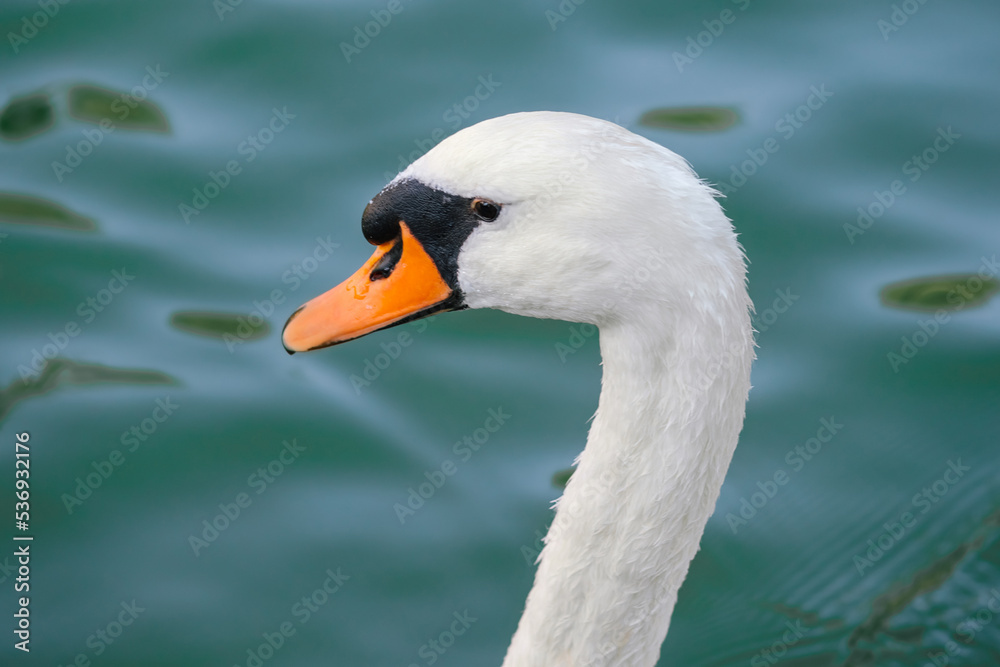 White swan swimming in a pond, swan head close up White swan swimming in a pond, swan head close up