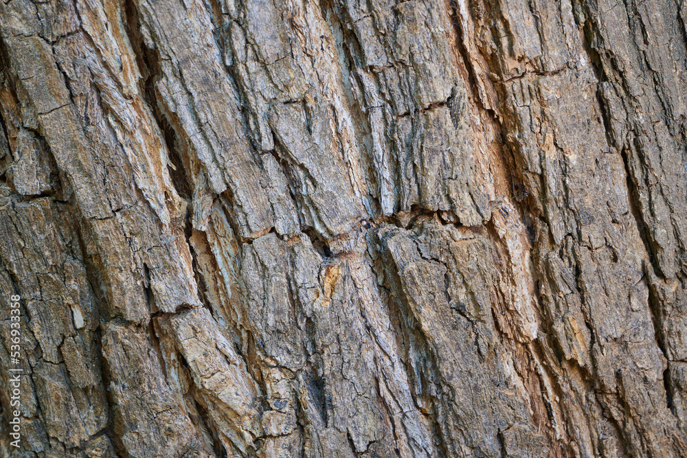 Tree bark background with detail of grooves Tree bark background with detail of grooves