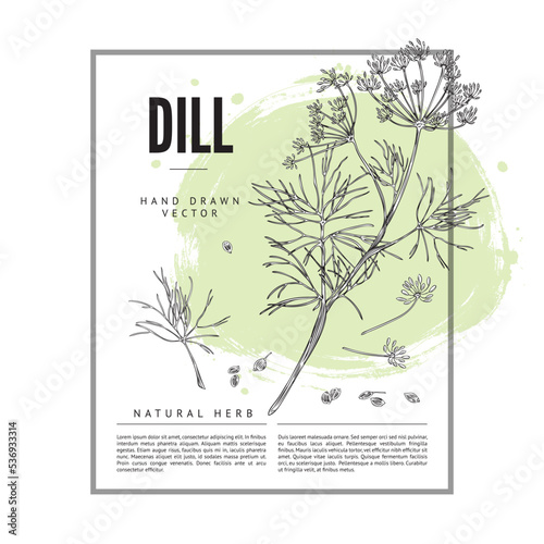 Dill condiment and medicinal plant badge or label sketch vector illustration.
