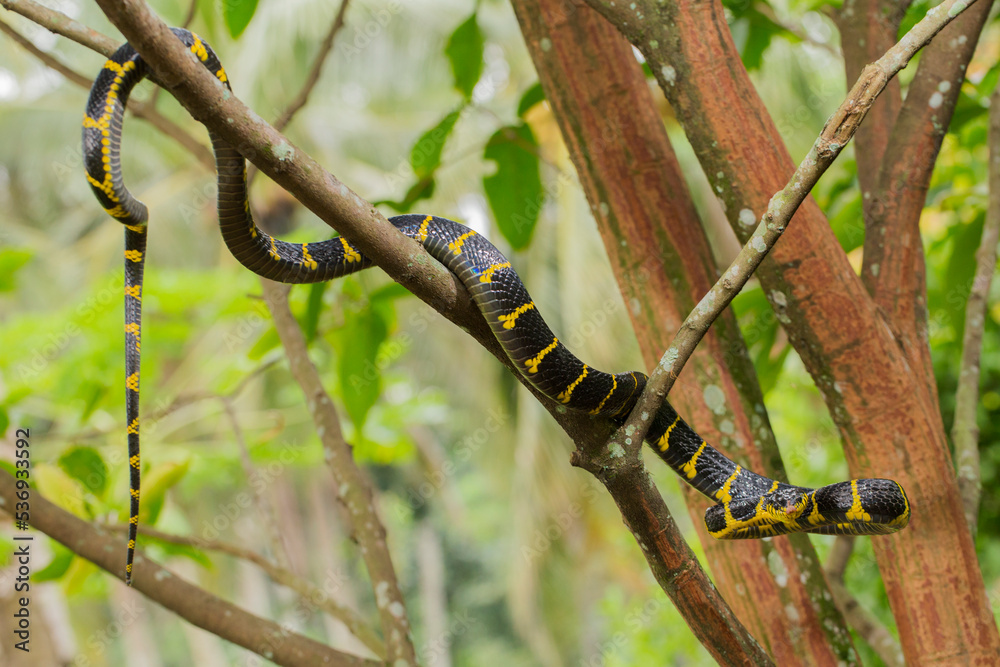 Naklejka premium Boiga dendrophila, commonly called the mangrove snake or gold-ringed cat snake on wildlife