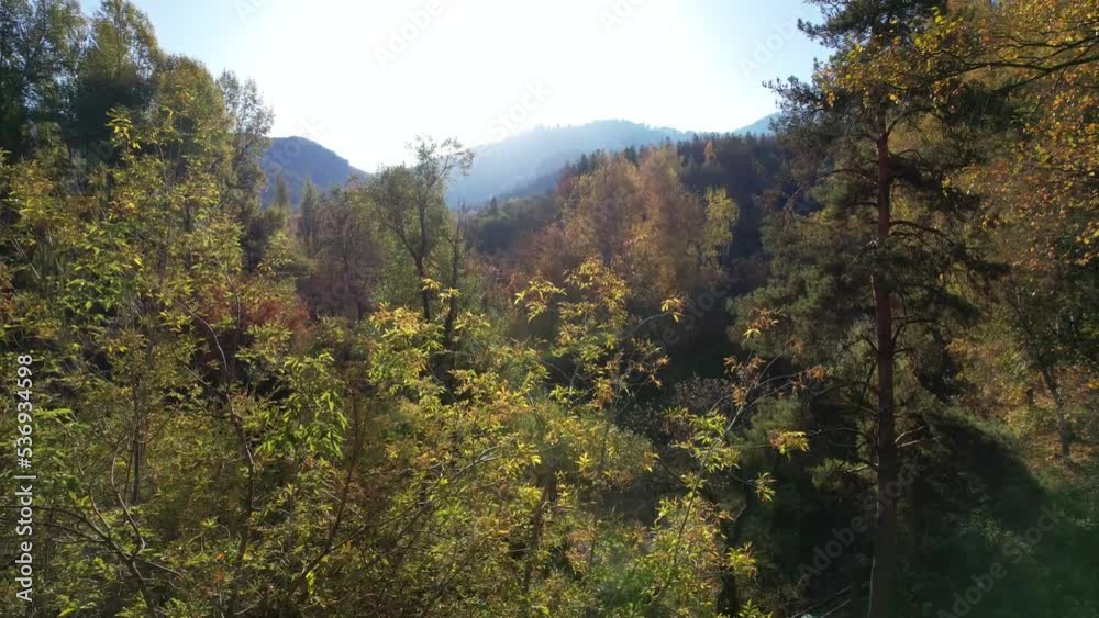 Aerial view from a drone of the autumn forest at dawn. Bright colors of trees. Birch and coniferous grove. Yellow-red and green leaves. Blue sky, haze in the mountains. The path and shadows of trees
