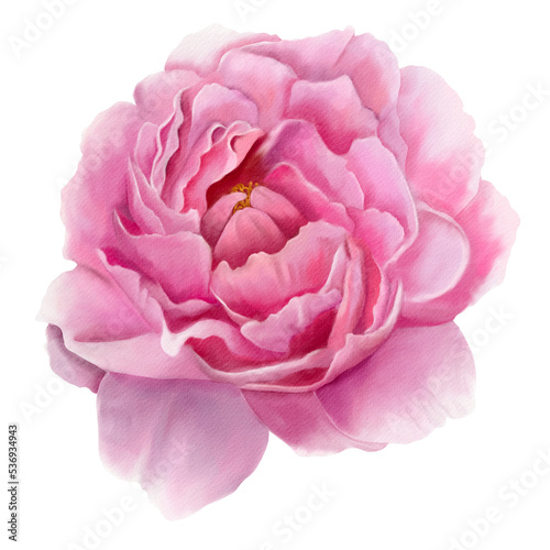Watercolor Hand Drawn Realistic Peony Flower