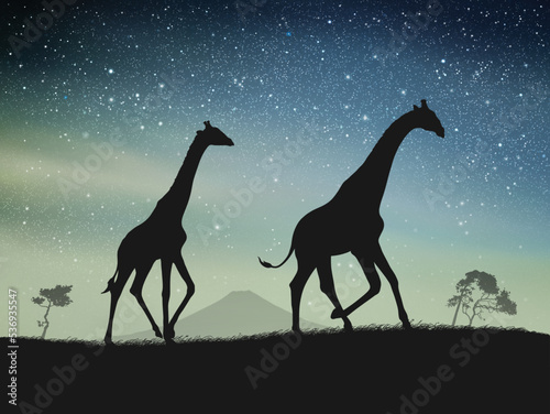 Giraffes walk in savannah. Animal silhouette. Night blue starry sky © arvitalya