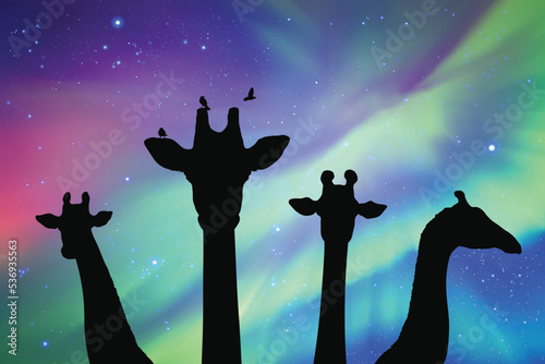 Giraffe family at night. Funny animal head silhouette. Aurora borealis