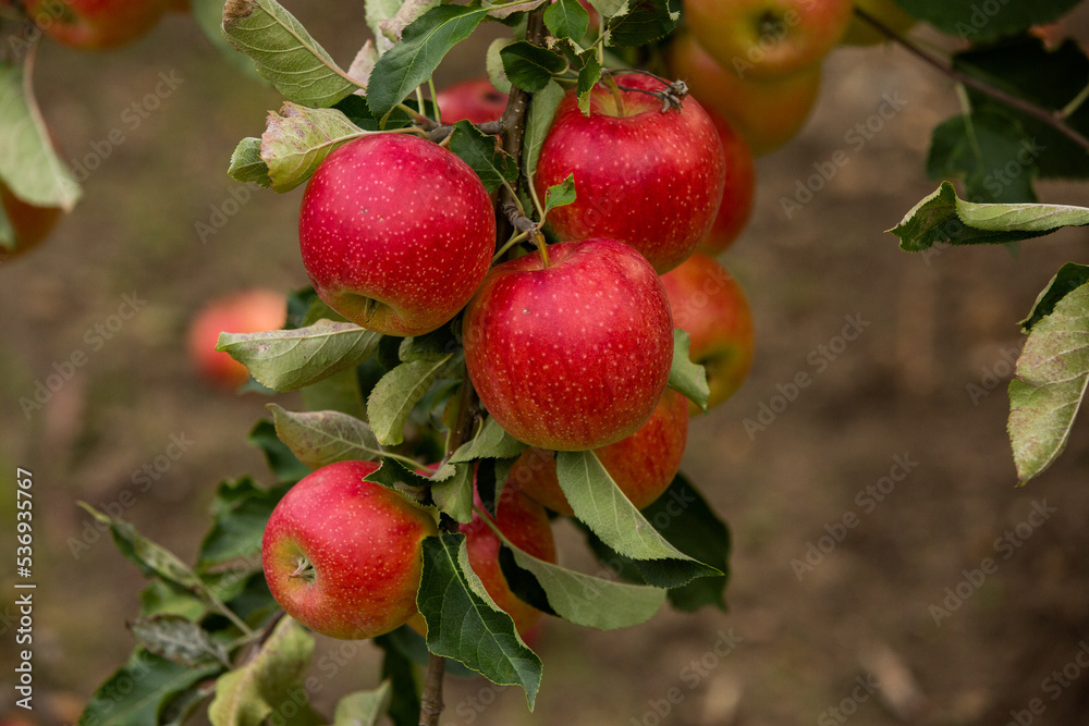 Obraz premium Fresh apples from the orchard. Apple harvest ready to be picked from the orchard in the Republic of Moldova.