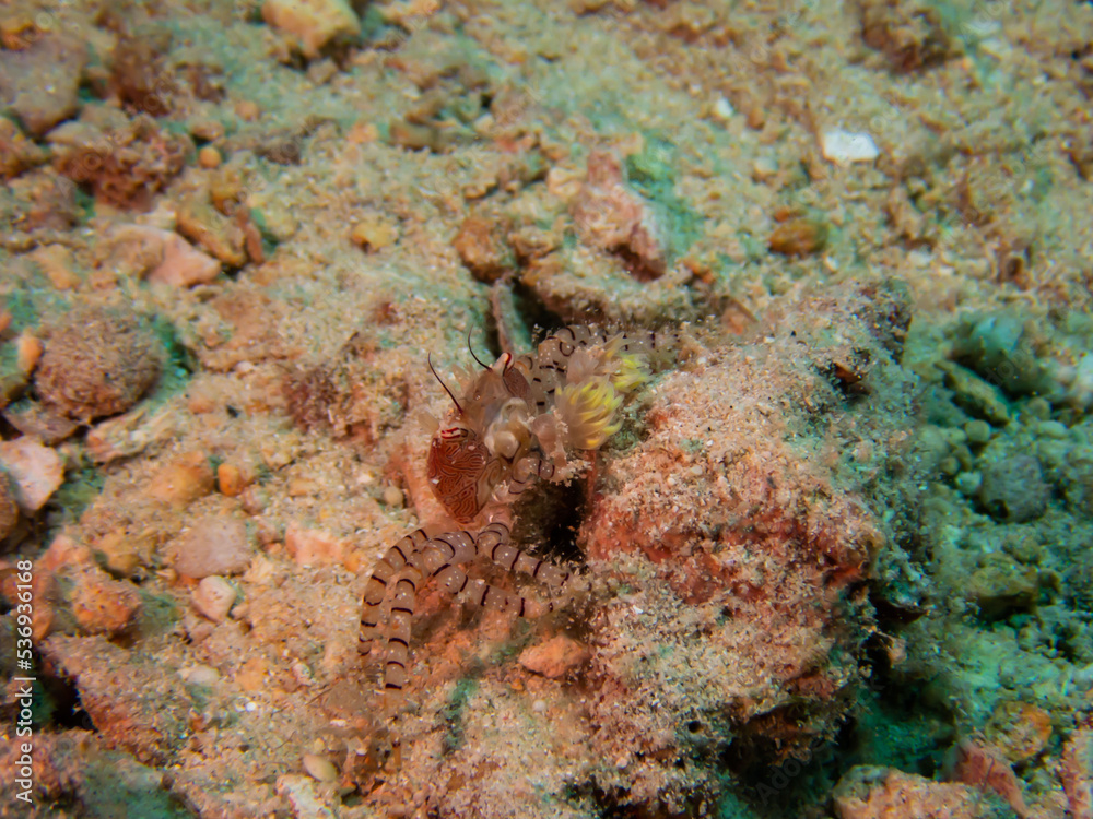 イソギンチャクがかわいいハワイの固有種,ハワイアンポンポンクラブ