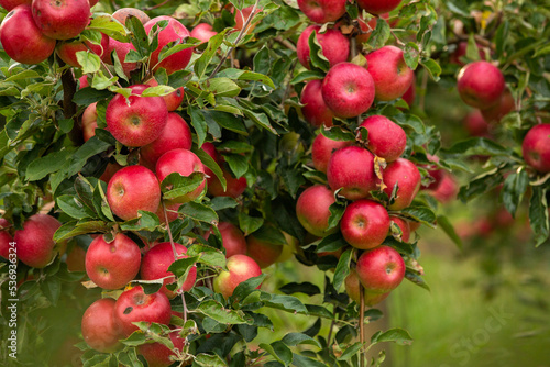 Fresh apples from the orchard. Apple harvest ready to be picked from the orchard in the Republic of Moldova.