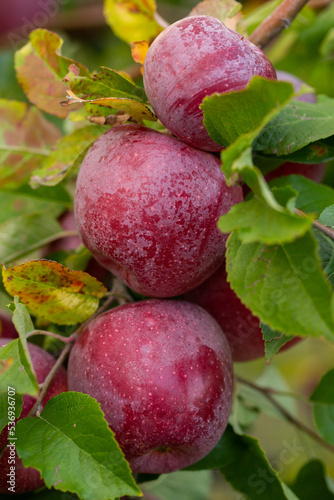 Fresh apples from the orchard. Apple harvest ready to be picked from the orchard in the Republic of Moldova.