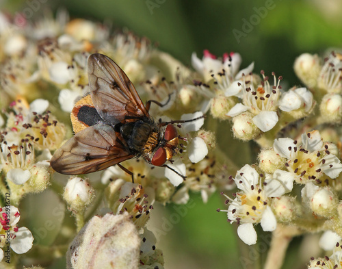 Mouche Ectophasia crassipennis sur une fleur de cotoneaster photo