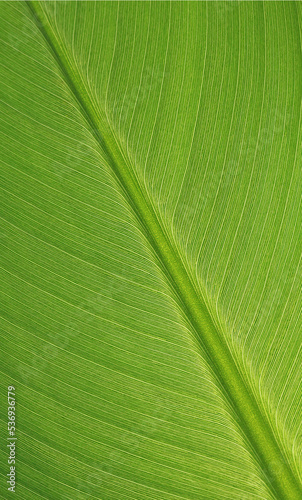 Nervures de feuille de bananier