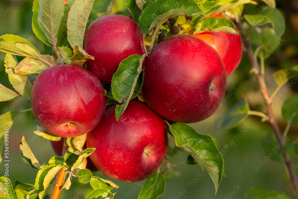 Fresh apples from the orchard. Apple harvest ready to be picked from the orchard in the Republic of Moldova. Fresh apples from the orchard. Apple harvest ready to be picked from the orchard in the Republic of Moldova.