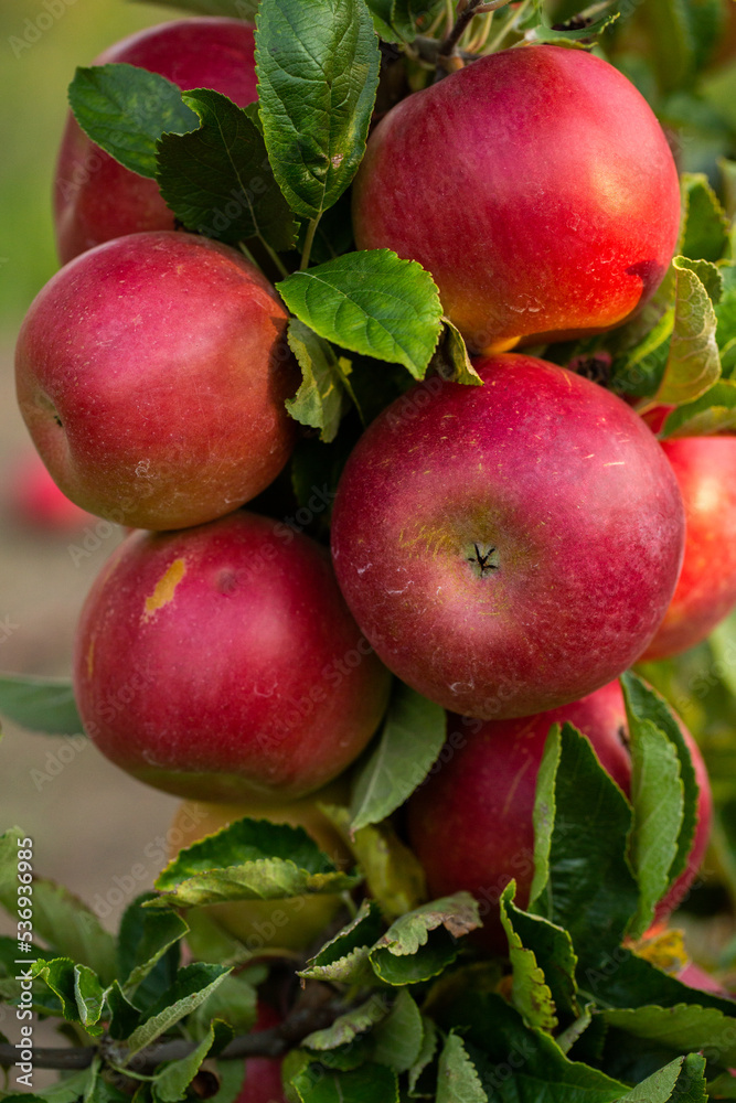 Fresh apples from the orchard. Apple harvest ready to be picked from the orchard in the Republic of Moldova. Fresh apples from the orchard. Apple harvest ready to be picked from the orchard in the Republic of Moldova.
