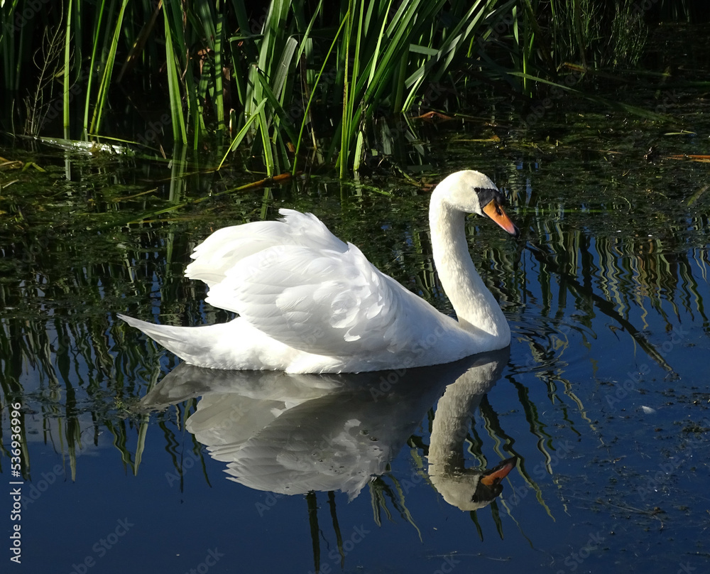 Fototapeta premium Swan and Reflection.